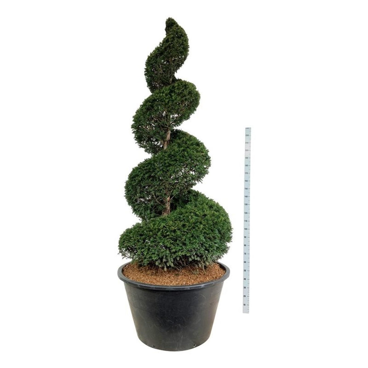 Taxus baccata Spiral 225–250 cm C500 (500 liters kruka)