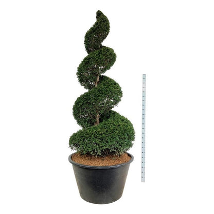 Taxus baccata Spiral 225–250 cm C500 (500 liters kruka)