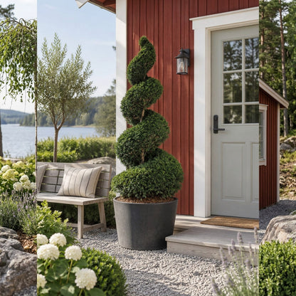 Taxus baccata Spiral 225–250 cm C500 (500 liters kruka)