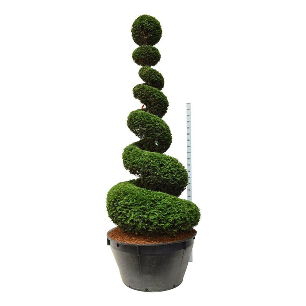 Taxus baccata Spiral 250–300 cm, C500 (500 liters kruka)