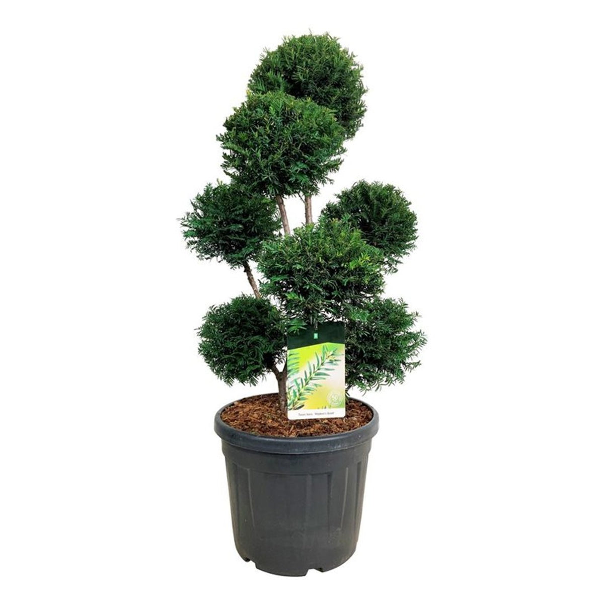 Taxus b. &