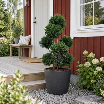 Taxus b. &