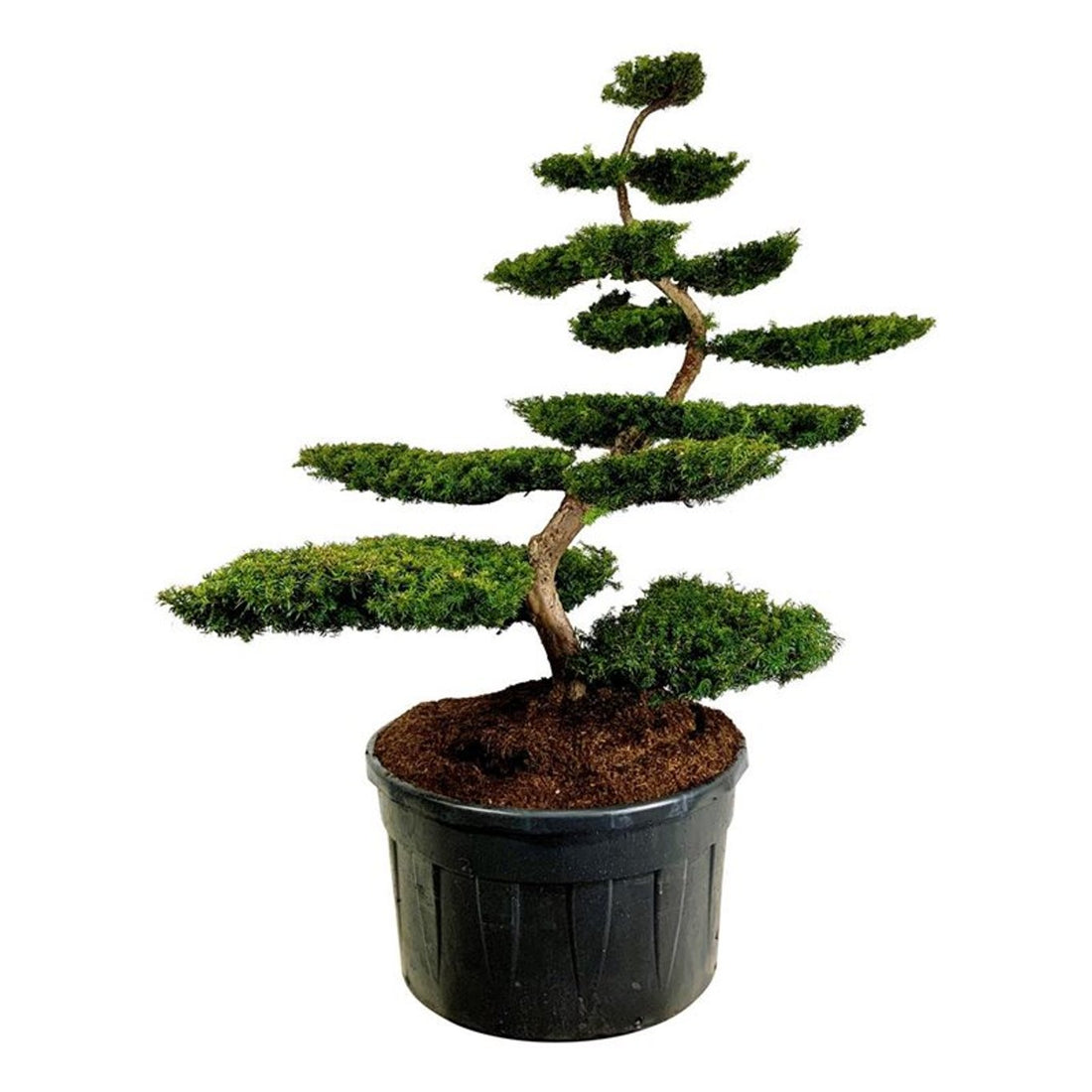 Taxus b. &