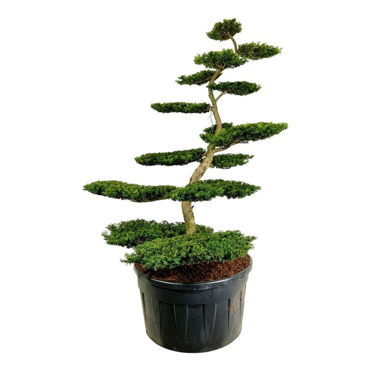 Taxus b. &