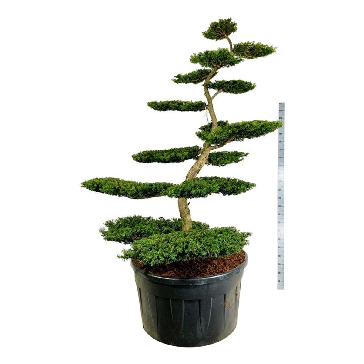 Taxus b. &