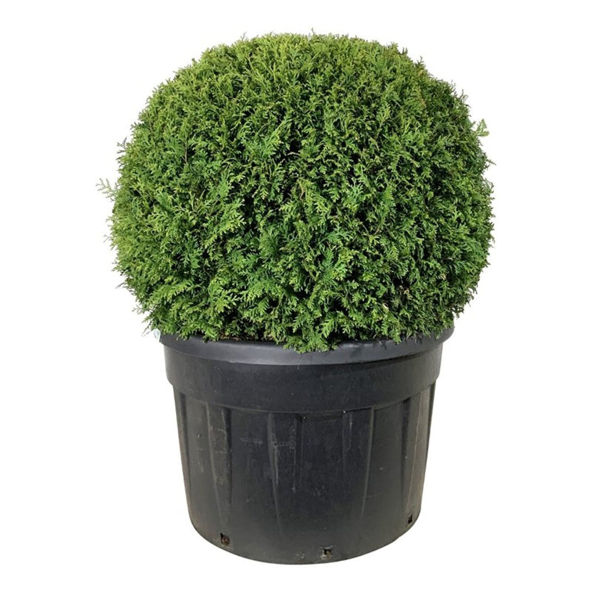 Thuja occ. &