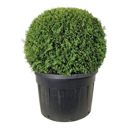 Thuja occ. &