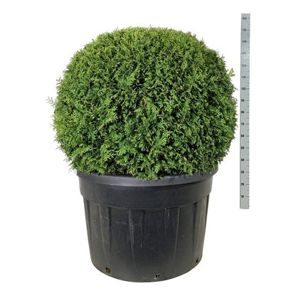 Thuja occ. &