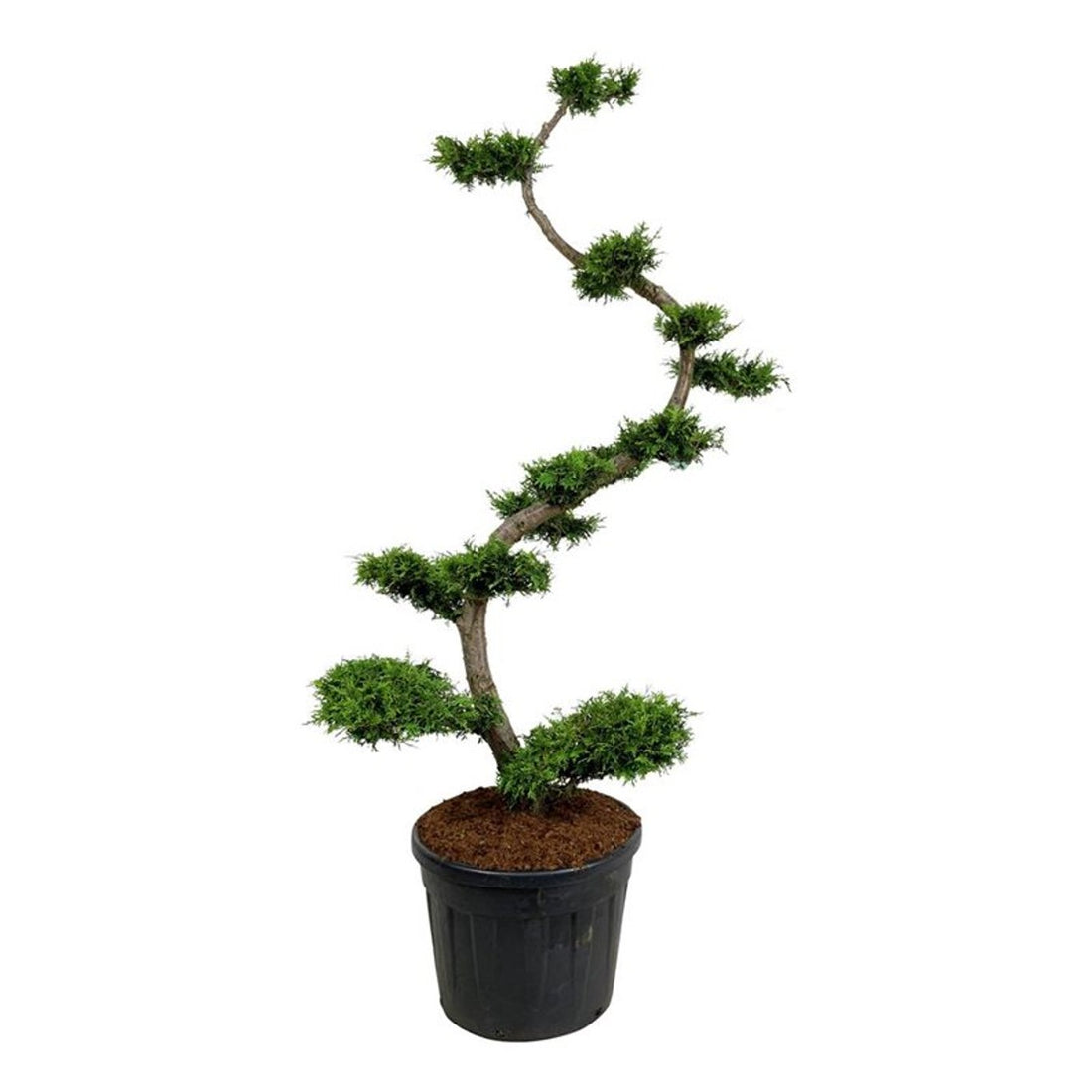 Thuja occidentalis &