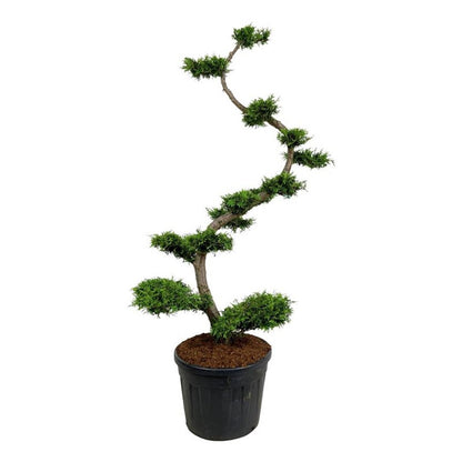 Thuja occidentalis &