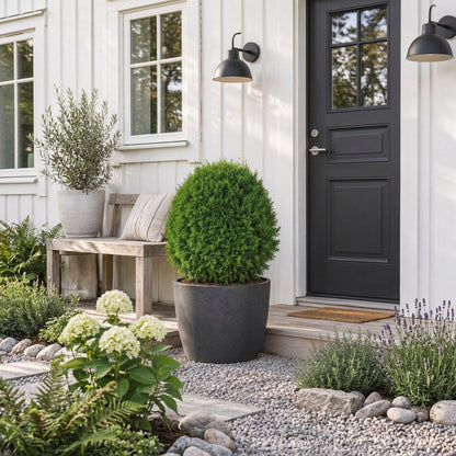 Thuja occ. &