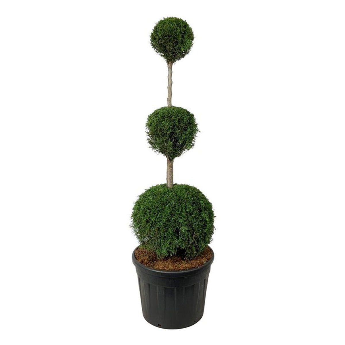 Thuja occidentalis &