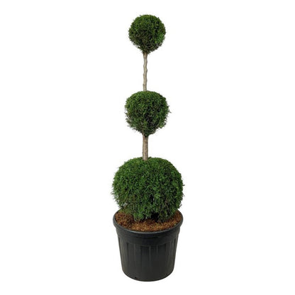 Thuja occidentalis &