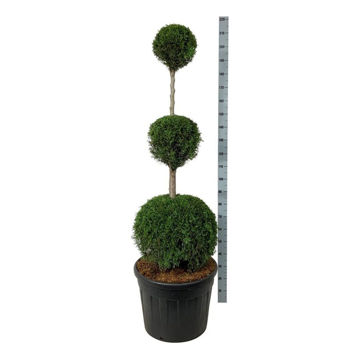 Thuja occidentalis &