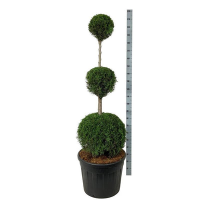 Thuja occidentalis &