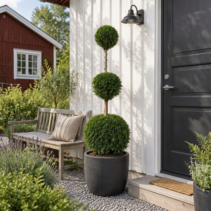 Thuja occidentalis &