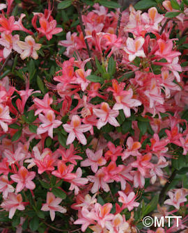 Parkazalea &