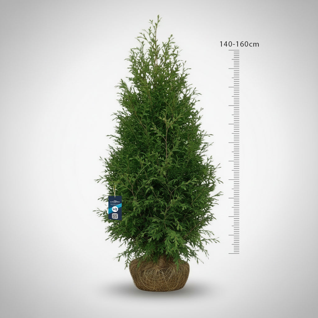 Thuja Brabant 140-160 cm Rotklump - Köp Premiumhäck LQ