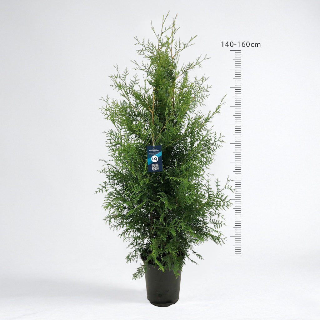 Thuja Brabant 140-160 - Krukodlad C12 - LQ
