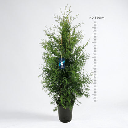 Thuja Brabant 140-160 - Krukodlad C12 - LQ
