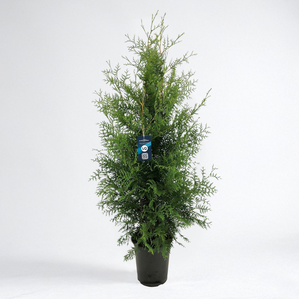 Thuja Brabant 140-160 - Krukodlad C12 - LQ