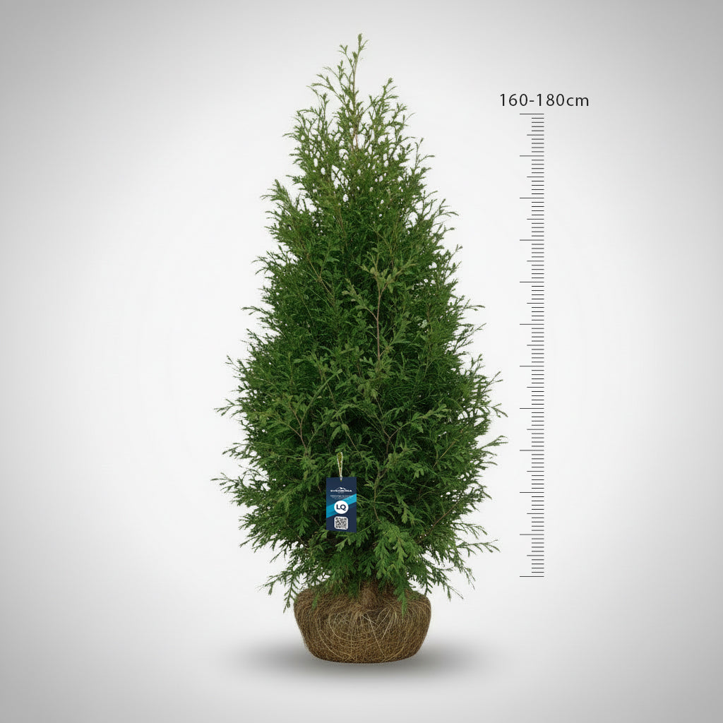 Thuja Brabant 160-180 - Rotklump - LQ