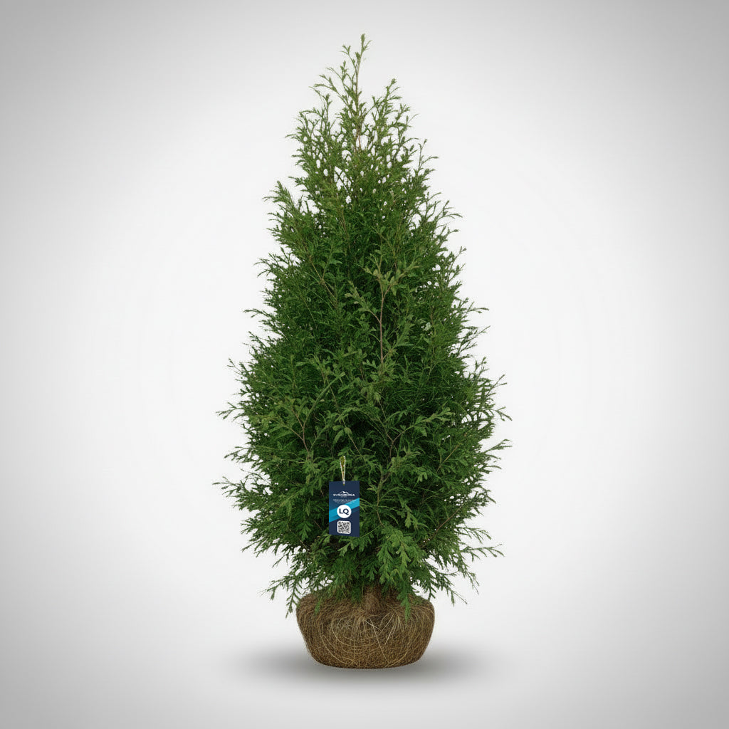 Thuja Brabant 160-180 - Rotklump - LQ
