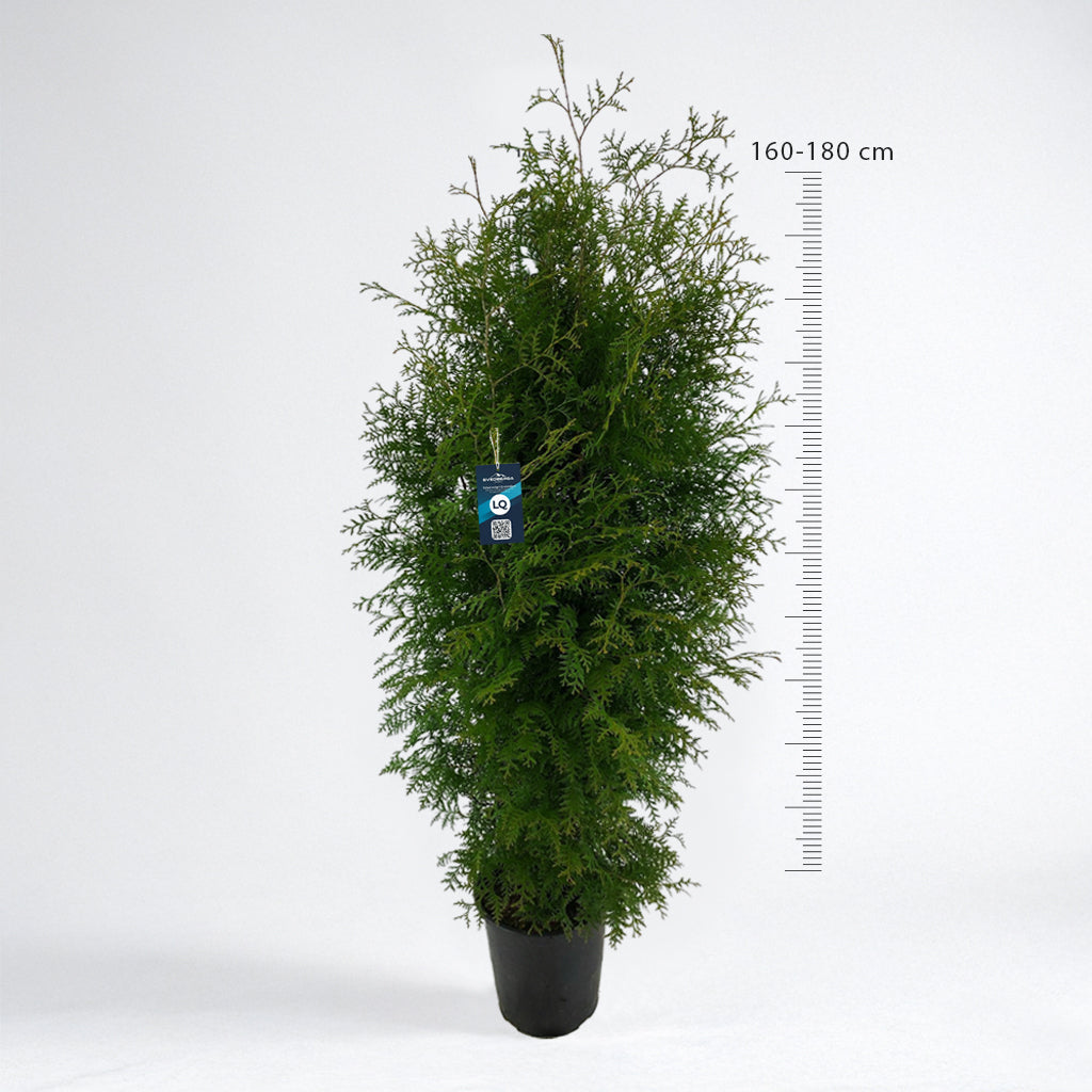 Thuja Brabant 160-180 cm Krukodlad C12 LQ - Köp Premiumhäck