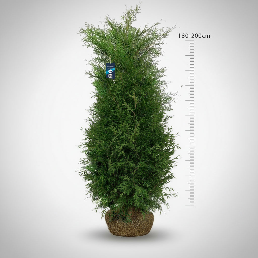 Thuja Brabant 180-200 - Rotklump - LQ