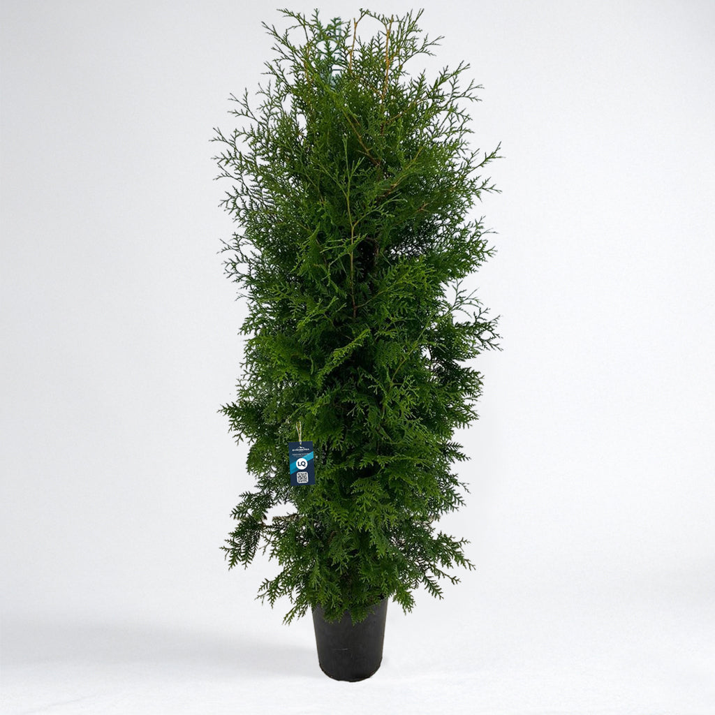 Thuja Brabant 180-200 - Krukodlad C12 - LQ
