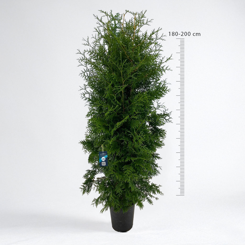 thuja brabant 180 Thuja Brabant 180-200 cm Krukodlad C12 LQ - Köp Premiumhäck