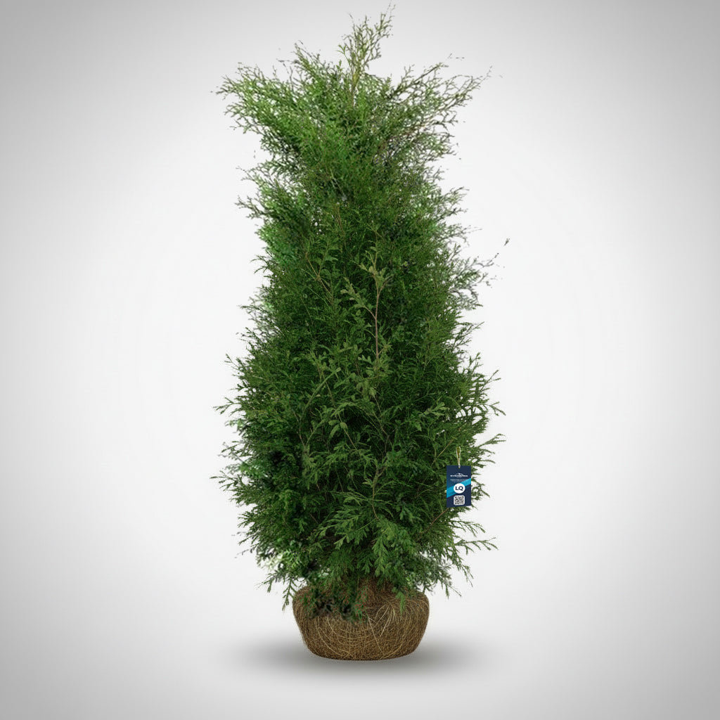 Thuja Brabant 200-225 - Rotklump - LQ