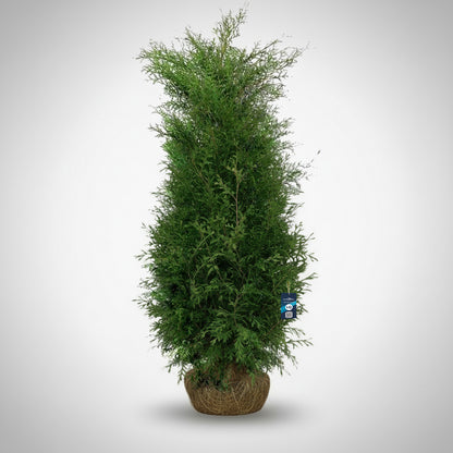 Thuja Brabant 200-225 - Rotklump - LQ