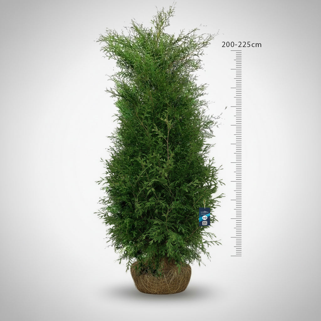 Thuja Brabant 200-225 - Rotklump - LQ