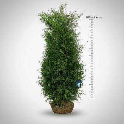 Thuja Brabant 200-225 - Rotklump - LQ