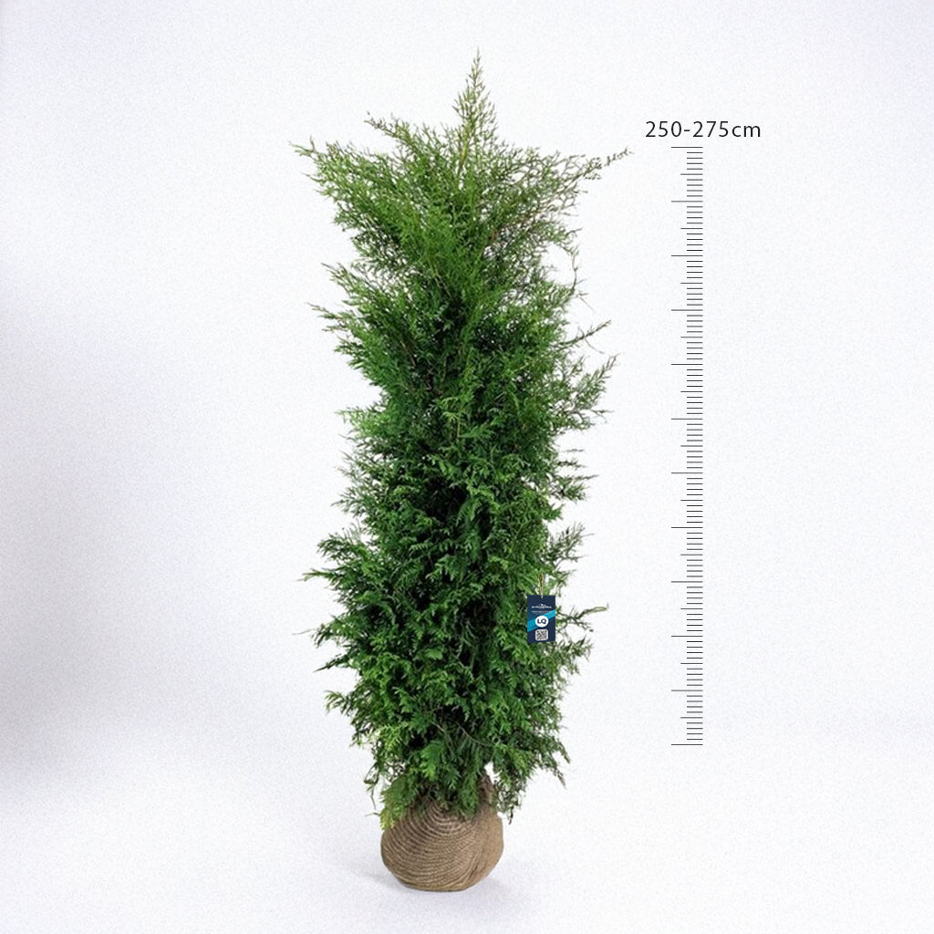 Thuja Brabant 250-275 - Rotklump - LQ