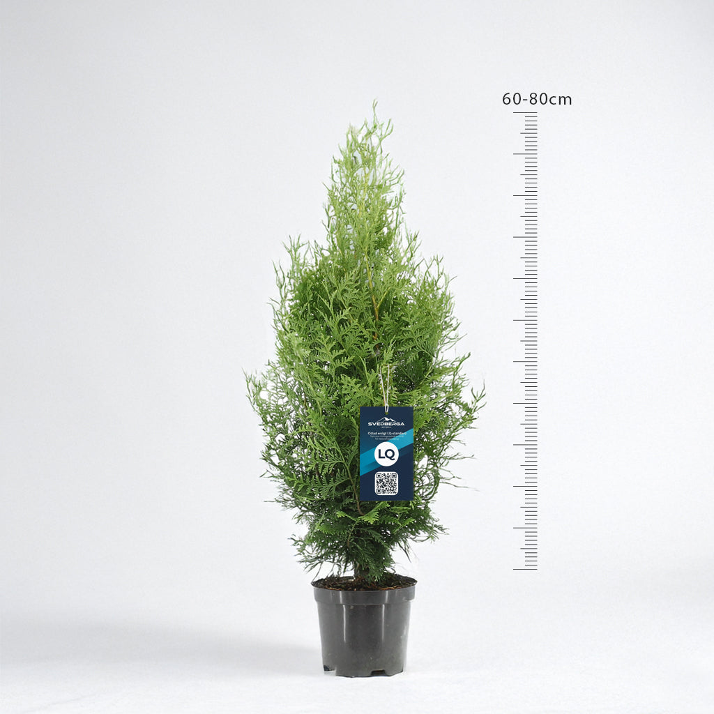Thuja Brabant 60-80 - Krukodlad - LQ