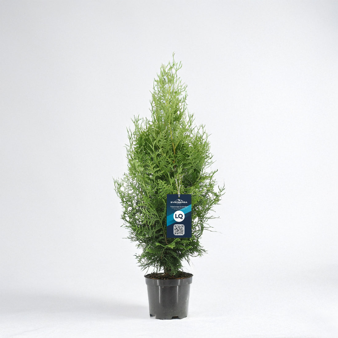 Thuja Brabant 60-80 - Krukodlad - LQ