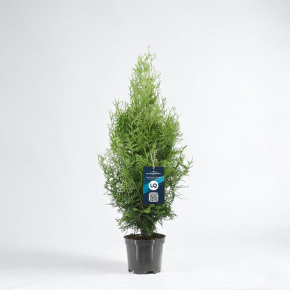 Thuja Brabant 60-80 - Krukodlad - LQ