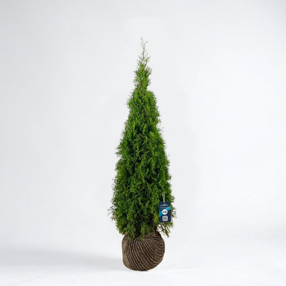 Thuja Smaragd 100-120 - Rotklump - LQ