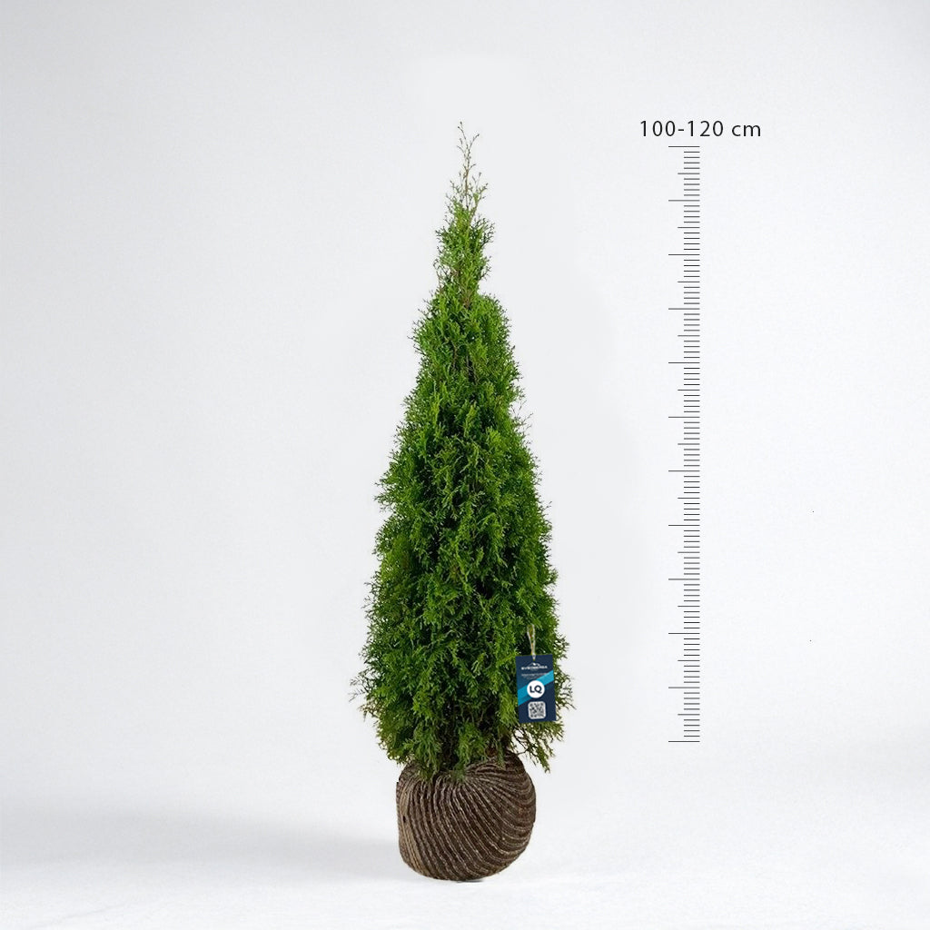 Thuja Smaragd 100-120 - Rotklump - LQ