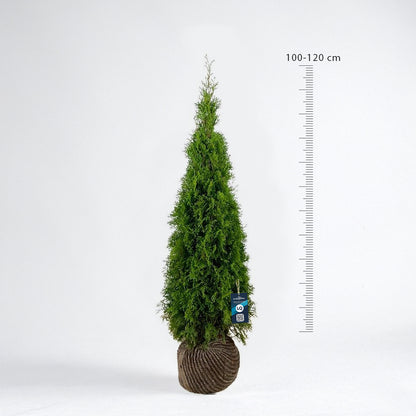 Thuja Smaragd 100-120 - Rotklump - LQ