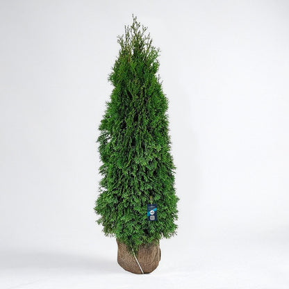 Thuja Smaragd 120-140 - Rotklump - LQ