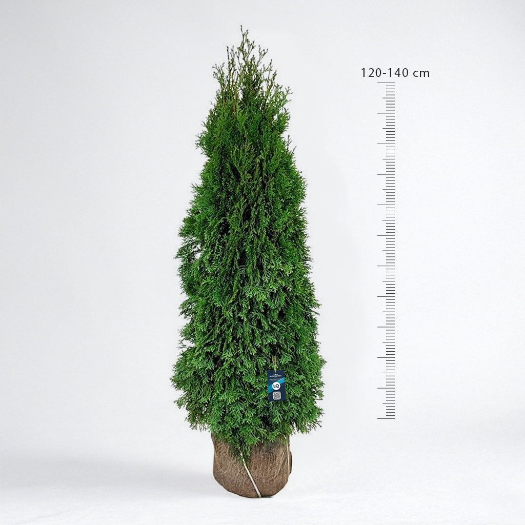 Thuja Smaragd 140-160 - Rotklump - LQ