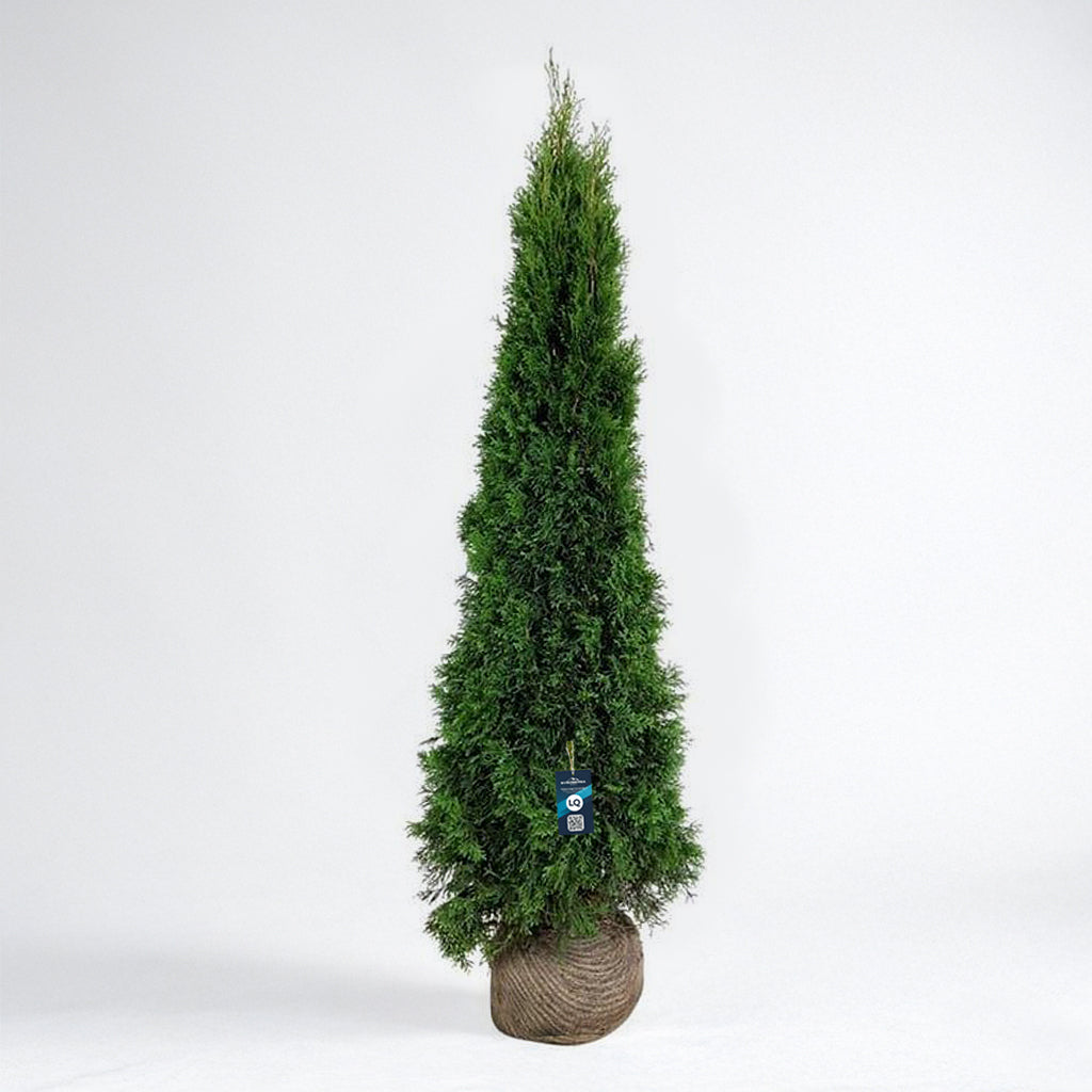 Thuja Smaragd 160-180 - Rotklump - LQ