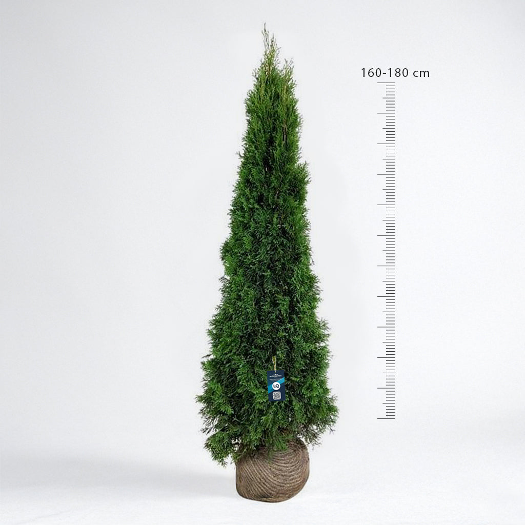 Thuja Smaragd 160-180 cm Rotklump - Köp Premiumhäck LQ