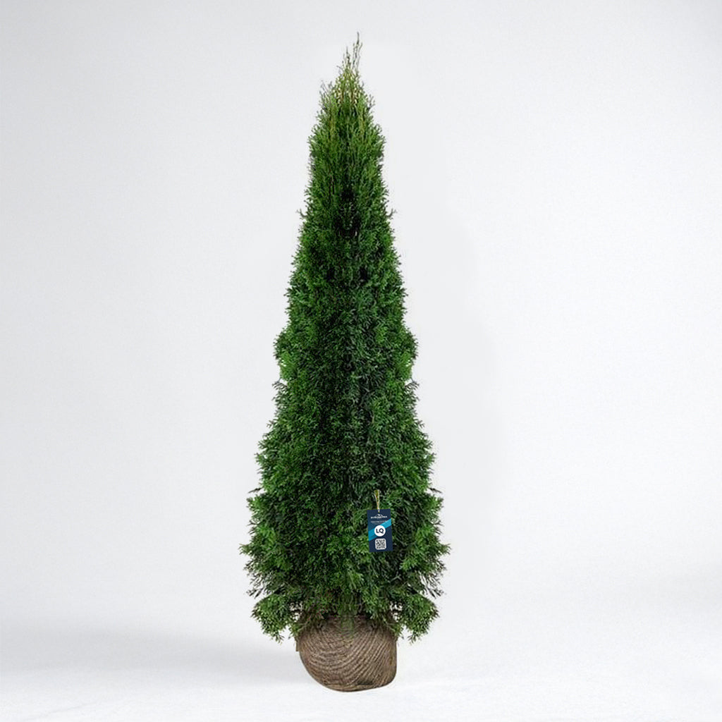 Thuja Smaragd 225-250 - Rotklump - LQ