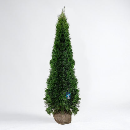 Thuja Smaragd 225-250 - Rotklump - LQ
