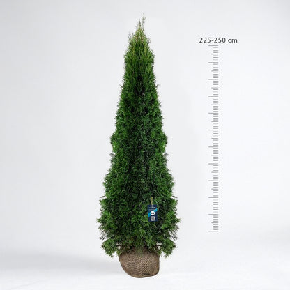 Thuja Smaragd 225-250 - Rotklump - LQ
