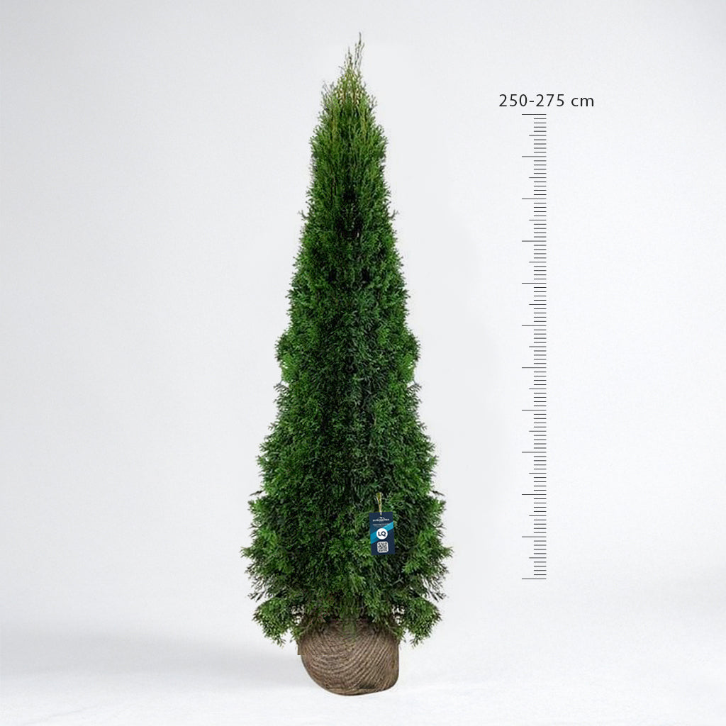 Thuja Smaragd 250-275 - Rotklump - LQ